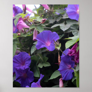 Spring Morning Glories in Blue ポスター