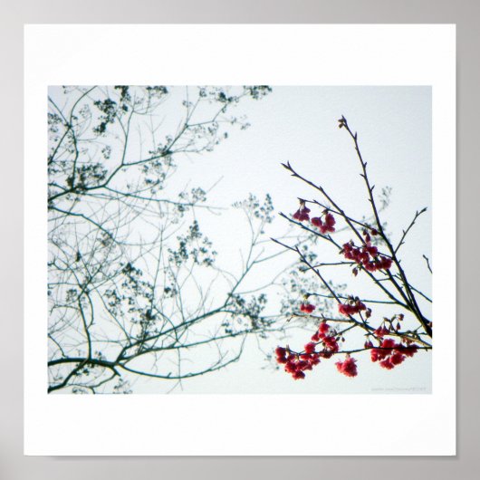 Spring Reach-Out/Cherry Blossoms Photo-Print ポスター (正面)