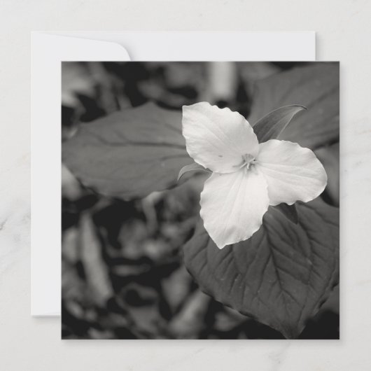 Spring Trillium Black and White  ノートカード (正面)