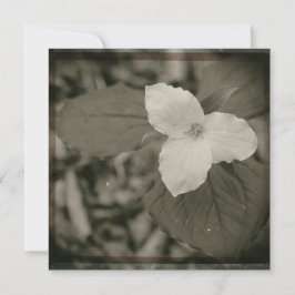 Spring Trillium Collodion Filter ノートカード