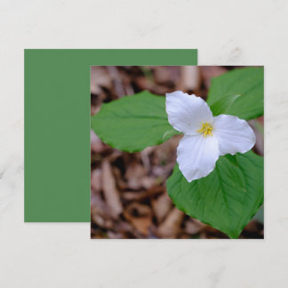 Spring Trillium Color Unedited Photography  ノートカード