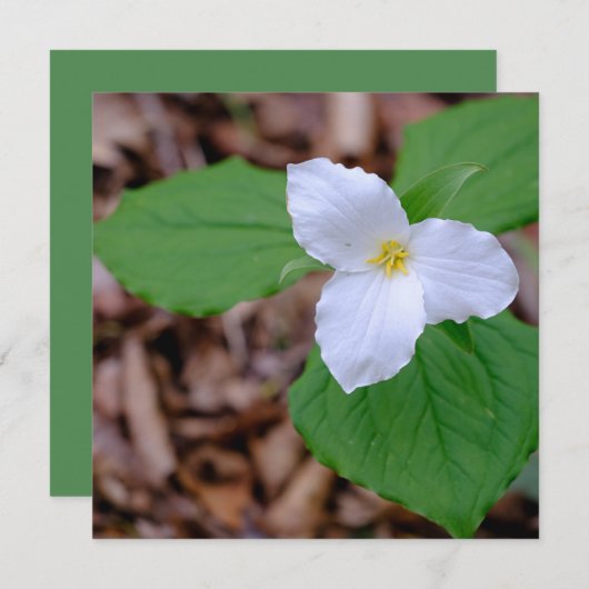 Spring Trillium Color Unedited Photography  ノートカード (正面/裏面)