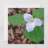 Spring Trillium Color Unedited Photography  ノートカード (正面)