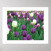 Spring Tulips Floral Photographic ポスター (正面)