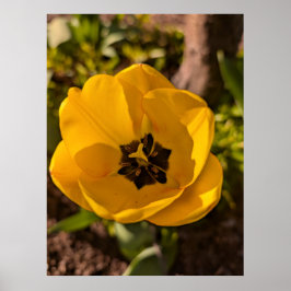 Spring Yellow Tulip Macro ポスター