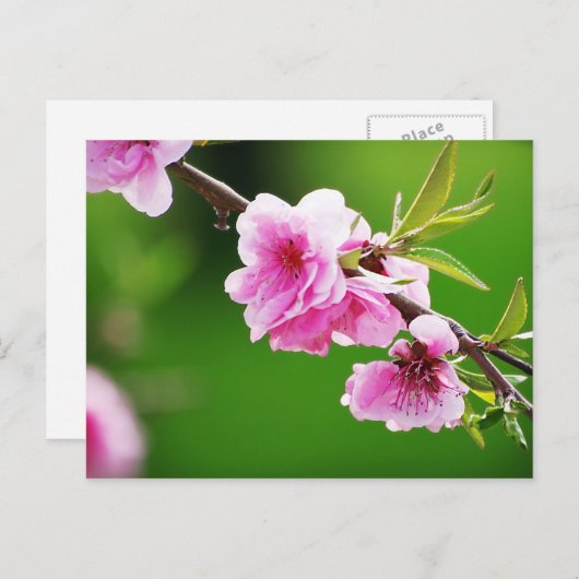 SpringCherries IV ポストカード (正面/裏面)