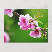 SpringCherries IV ポストカード (正面)