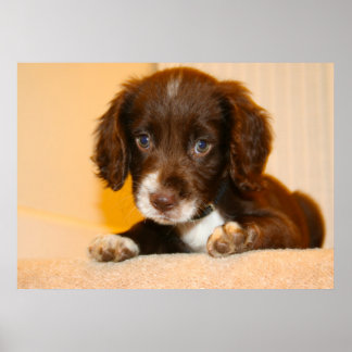 Springer Cocker Spaniel cross-breed puppy ポスター