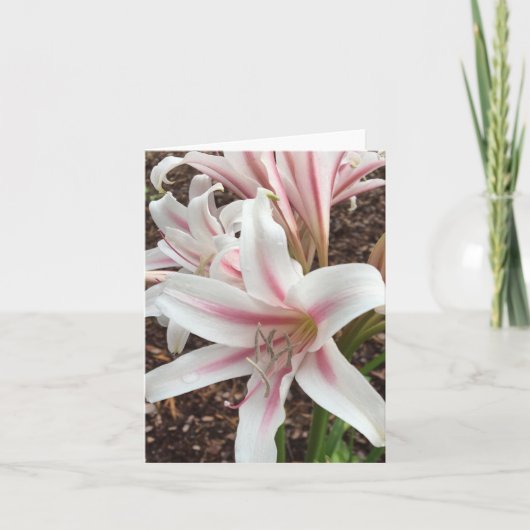 springtimeノートカード#2 カード (正面)