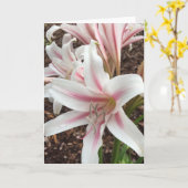 springtime greeting card #2 (内空白の部) カード (黄色い花)