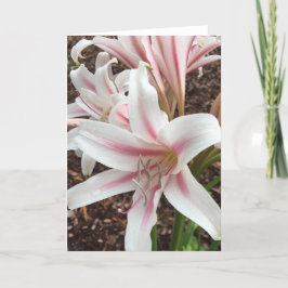 springtime greeting card #2 (内空白の部) カード