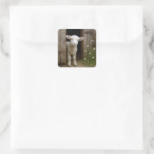 Springtime Lamb Standing In Barn Doorway スクエアシール (バッグ)