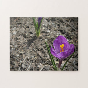 Springtime Purple and Yellow Crocus Flower Photo ジグソーパズル