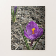 Springtime Purple and Yellow Crocus Flower Photo J