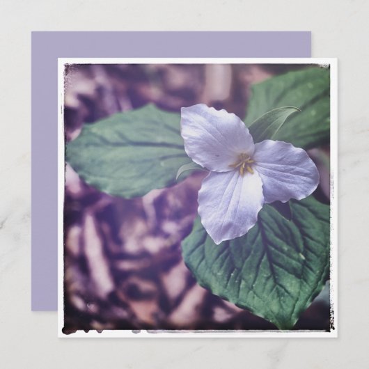 Sprint Trillium Autochrome Style ノートカード (正面/裏面)