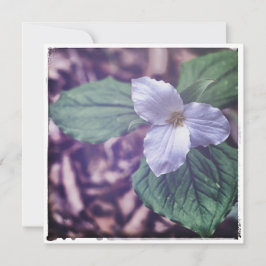 Sprint Trillium Autochrome Style ノートカード