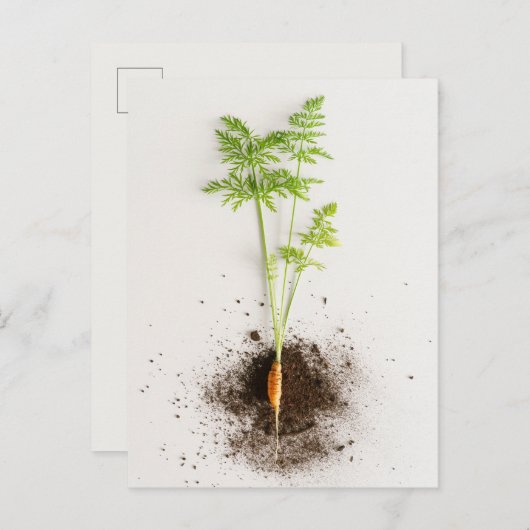 Sprout Carrot Minimalist Botanical photo ポストカード (正面/裏面)