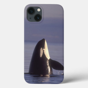 Spyhoppingのシャチのシャチ(シャチのorcinus)近く iPhone 13ケース