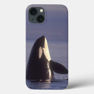 Spyhoppingのシャチのシャチ(シャチのorcinus)近く iPhone 13ケース