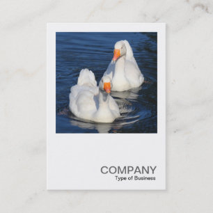Square写真0478 - Two Emden Geese 名刺