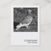 Square写真0550 - Pigeon BW 名刺 (正面)