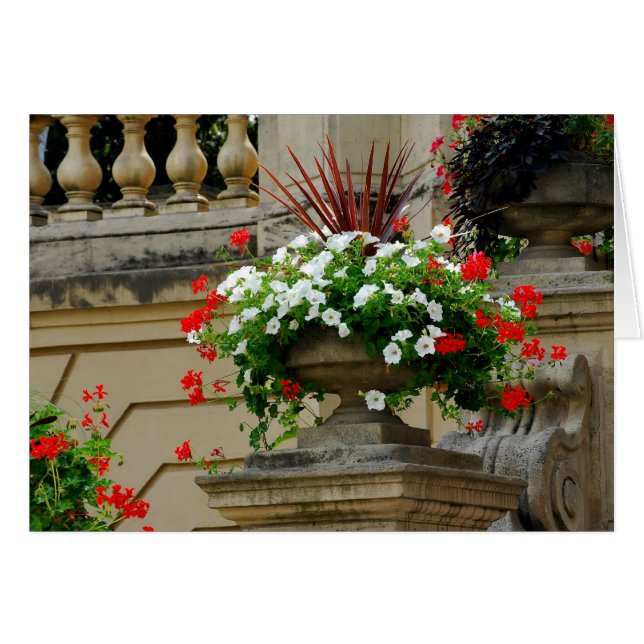 Square Flowers大尉の (正面横)