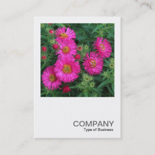 Square Photo 0492 – マイカエルマスデイジー 名刺