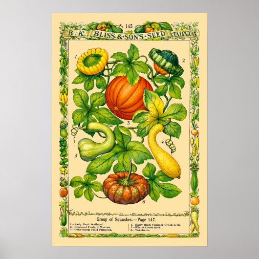 Squash Retro Victorian Era Botanical Art ポスター (正面)