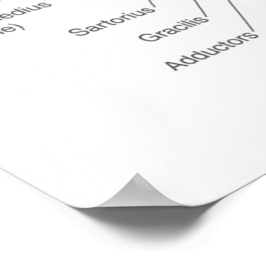 Squat – 筋肉図 – 解剖図 ポスター (角)