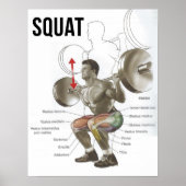 Squat – 筋肉図 – 解剖図 ポスター (正面)