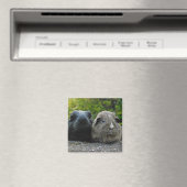 Squee & Scrufflesマグネット マグネット (インサイチュ (食洗機))