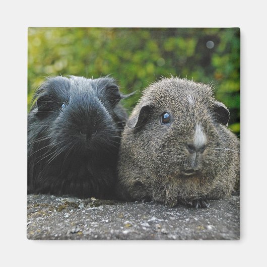 Squee & Scrufflesマグネット マグネット (正面)