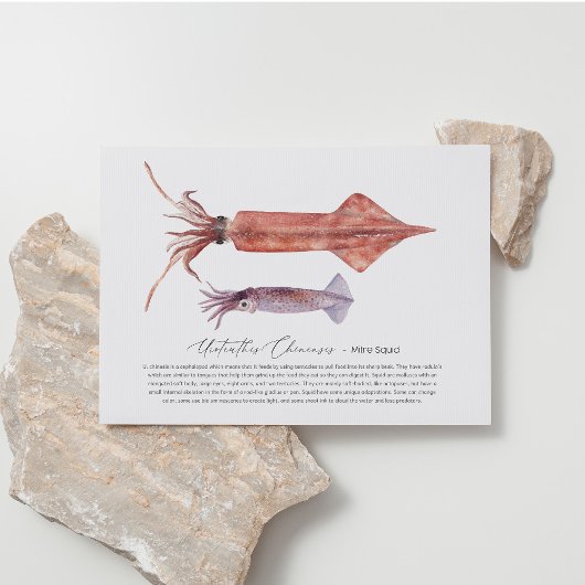 Squidはがき シーズンポストカード