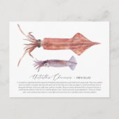 Squidはがき シーズンポストカード (正面)