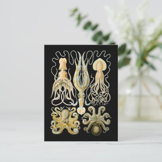 Squid & Octopus ポストカード (スタンド正面)