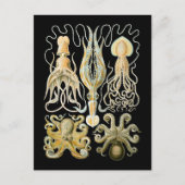 Squid & Octopus ポストカード (正面)