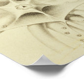 Squid, Pl.2 from 'Histire Naturelle ポスター (角)