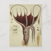 Squid, Pl.2 from 'Histire Naturelle ポストカード (正面)