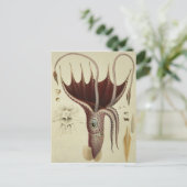 Squid, Pl.2 from 'Histire Naturelle ポストカード (スタンド正面)