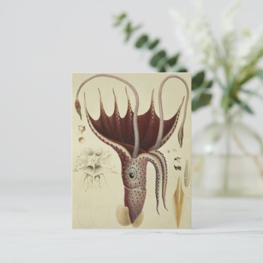 Squid, Pl.2 from 'Histire Naturelle ポストカード (スタンド正面)