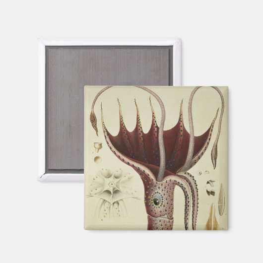 Squid, Pl.2 from 'Histire Naturelle マグネット (正面/裏面)