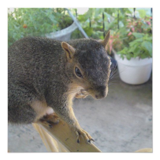 Squirrelクローズアップ完璧なポスター ポスター (正面)