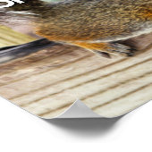 SQUIRREL写真の追加 ポスター (角)