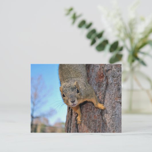 Squirrel! ポストカード (スタンド正面)