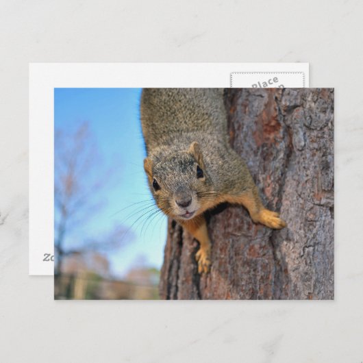Squirrel! ポストカード (正面/裏面)
