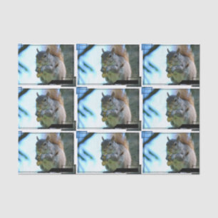 squirrel-13.jpg 薄葉紙