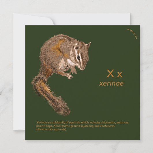 Squirrel/Chipmunk risingdove.com (裏面)