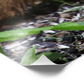 Squirrel Close Up フォトプリント (角)