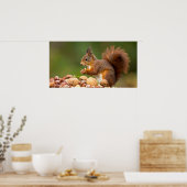 squirrel eating nut ポスター (キッチン)