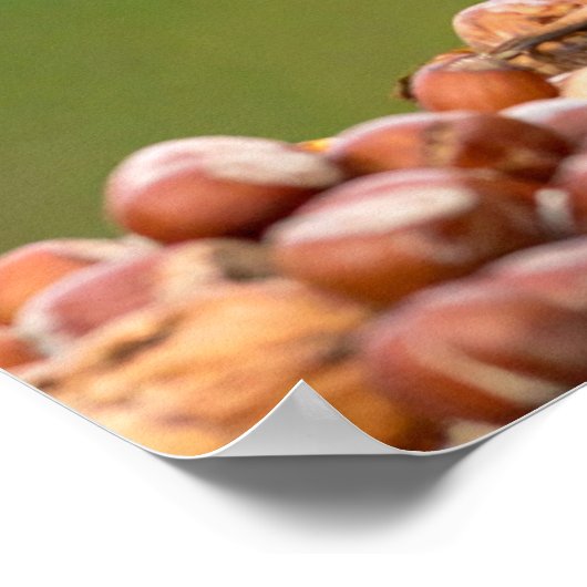 squirrel eating nut ポスター (角)